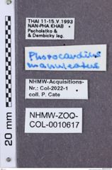 Etikette zu Phorocardius manuleatus  (NHMW-ZOO-COL-0010617)